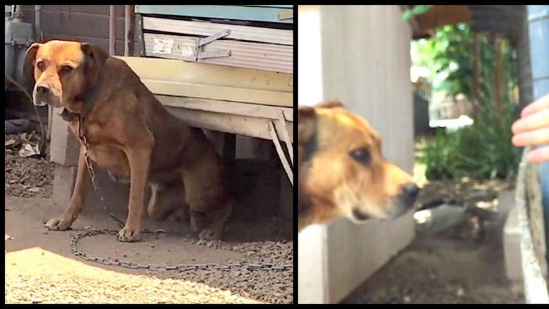Właściciel odmawia oddania przywiązanego przez 10 lat psa. Sąsiad nie daje za wygraną i w końcu ratuje zwierzę