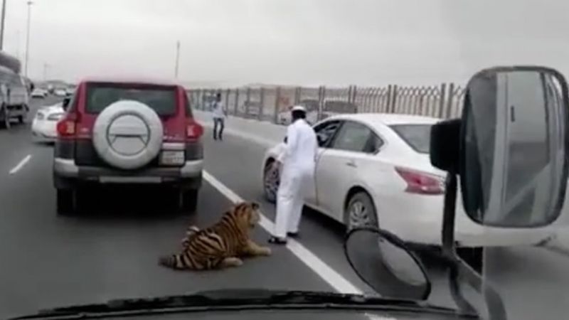 Tygrys ucieka z samochodu i wybiega na autostradę. Jego opiekun traktuje go jak psa