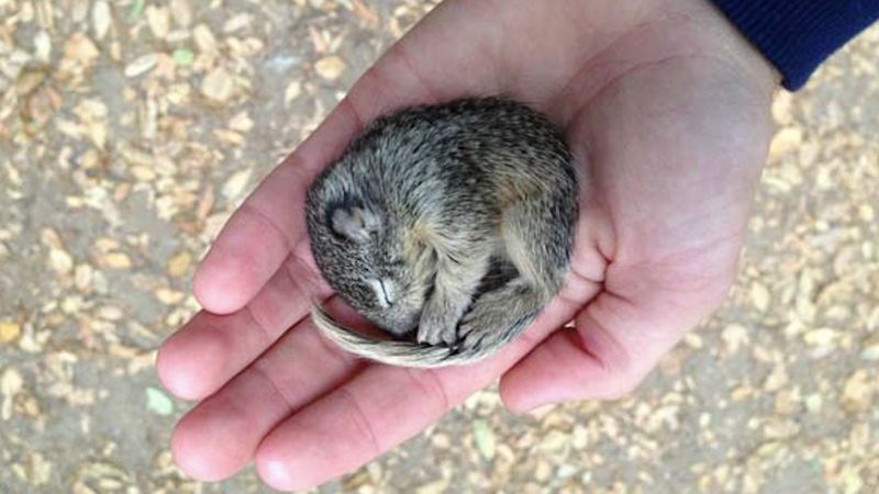 Mężczyzna znalazł malutką wiewiórkę, która prawie umierała i postanowił jej pomóc