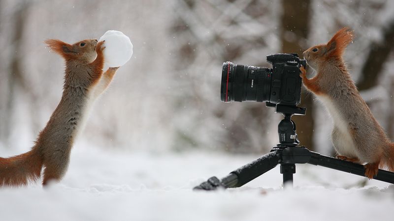 Rosyjski fotograf wykonał najcudowniejszą sesję zdjęciową wiewiórek, jaką kiedykolwiek widziałeś