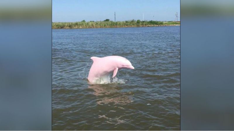 Ten delfin stał się atrakcją lokalnej społeczności w Luizjanie. Wszystko przez jego specyficzny kolor
