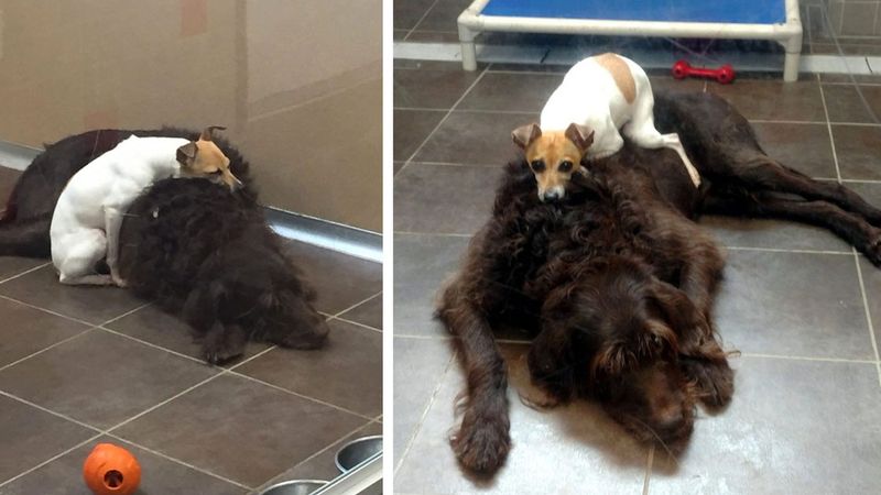 Psy, które straciły dom, po tym jak trafiły do schroniska, nie mogły przestać się przytulać…