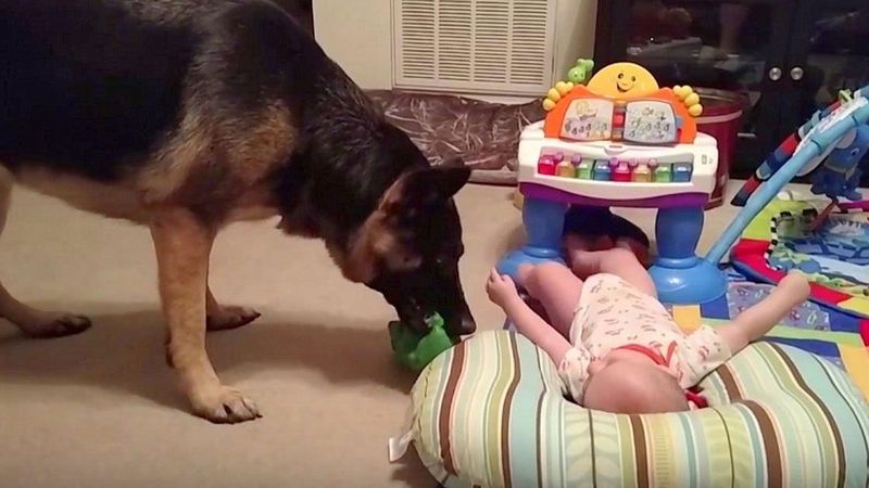 Mama nie spodziewała się, że jej pies znajdzie nić porozumienia z synkiem. Ich zabawę nagrała na telefon