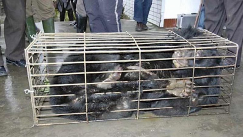 Na farmie przetrzymywano zwierzęta w ciasnych klatkach. Brutalne tortury powoli je zabijały