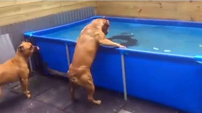 Dwa urocze psy odkryły na czym polega współpraca i dzięki niej wyciągnęły oponę z basenu