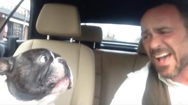 Mężczyzna jedzie autem z psem i śpiewa. To, co czworonóg robi w 10 sekundzie to istne szaleństwo!
