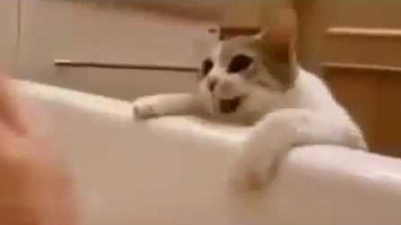Kot myśli, że jego Pani topi się w wannie. To, jak zwierzak reaguje, podbija serca wielu ludzi!