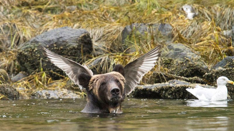 Oto finaliści konkursu Comedy Wildlife Photography Awards 2016. 15 zdjęć, które wywołają uśmiech na twarzy