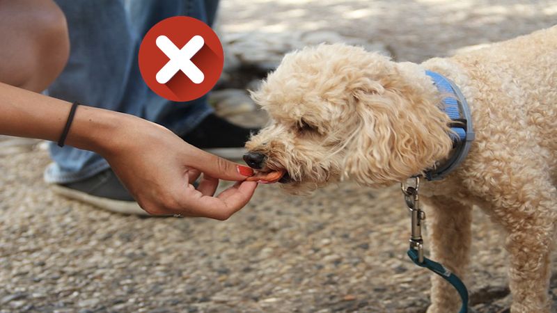 Produkty, których NIGDY nie powinny jeść psy. Są dla nich bardzo szkodliwe