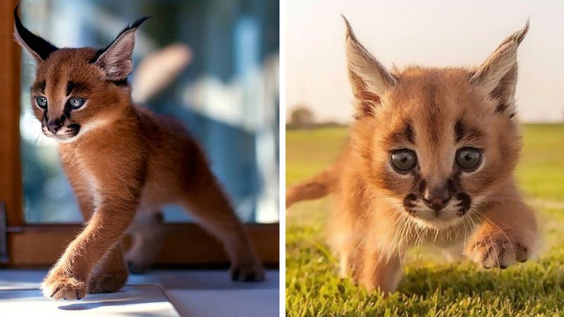 Oto prawdopodobnie najsłodszy gatunek kota na świecie. Swoim wyglądem podbija serca
