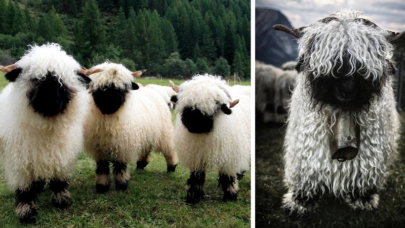 Nietypowa rasa owiec ze Szwajcarii. Dziwne zwierzaki podzieliły już wielu ludzi