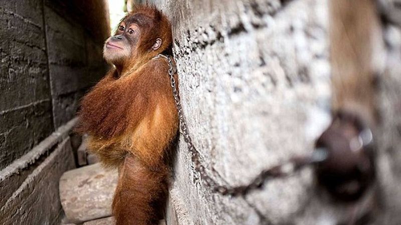 Przykuty łańcuchem do ściany orangutan tulił sam siebie, aby zasnąć