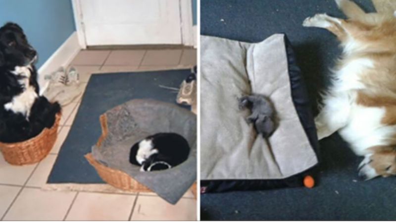 15 aroganckich kotów, które zajęły legowiska psów i za żadne skarby nie mają zamiaru ich opuszczać