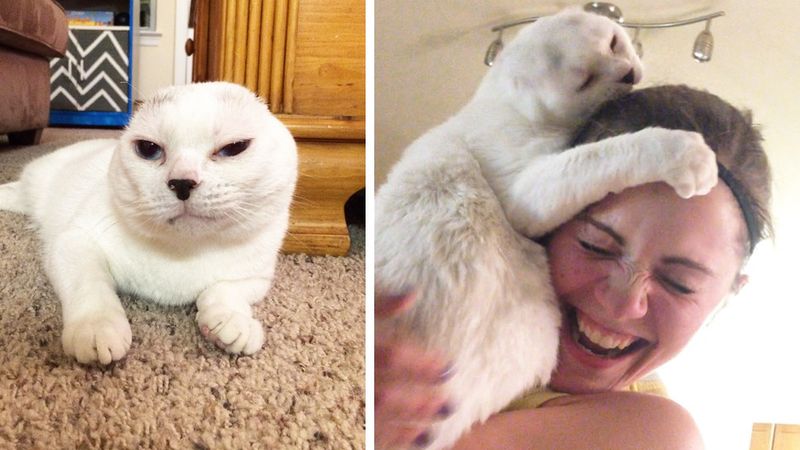 Adoptowała kota bez uszu. Dzisiaj nie wyobraża sobie życia bez niego