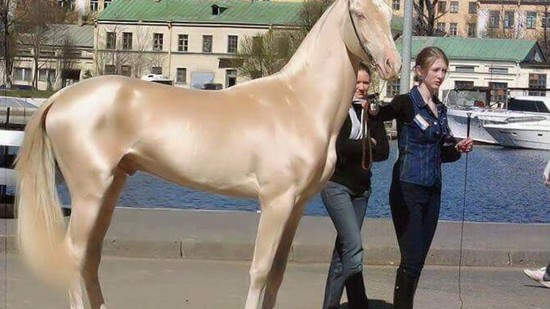 Został uznany za najpiękniejszego konia na świecie. Wygląda, jakby był pokryty złotem