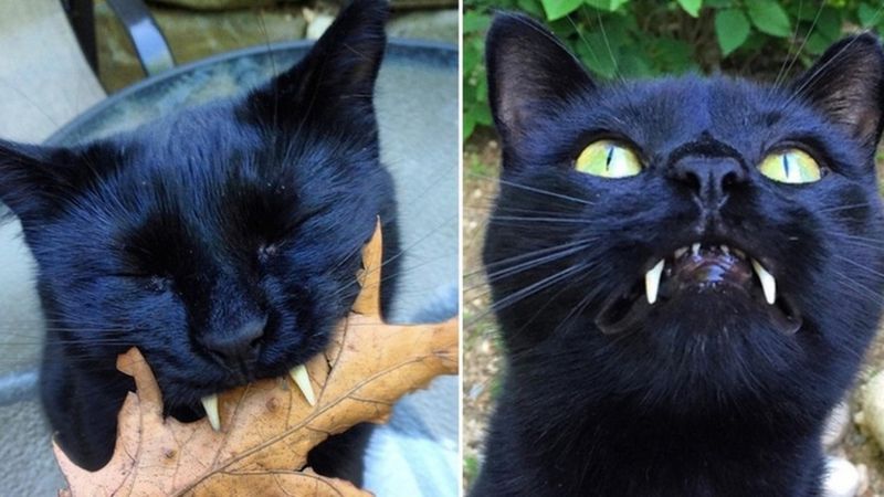 Ten zagubiony kociak z wampirzymi kłami podbił jej serce, gdy tylko uratowała go z ulicy
