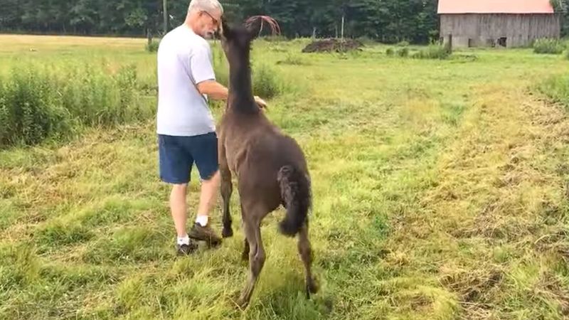 Źrebak w zabawny sposób domaga się pieszczot. Kiedy mężczyzna zaprzestaje, ten nie kryje irytacji