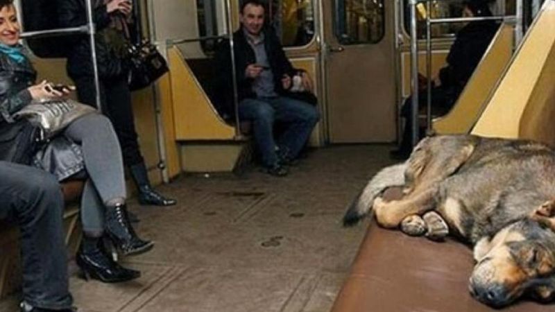 W Moskwie można spotkać grupy bezdomnych psów w metrze. Robią to każdego dnia w ważnym celu