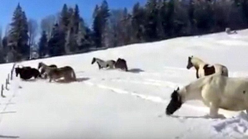 Te konie pierwszy raz w życiu mają styczność ze śniegiem. Ich reakcja jest rozbrajająca