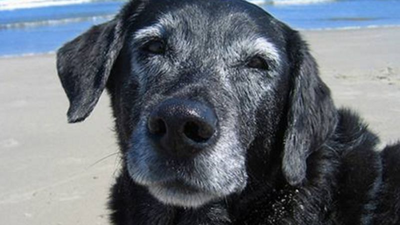 3 piękne sposoby na uczczenie pamięci o psie, który odszedł. Mogą okazać się naprawdę pomocne