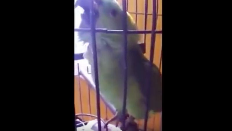 Papuga nauczyła się zabawnego triku od niemowlaka. Jest bardzo sprytna