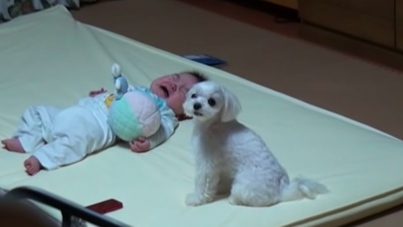 Kładzie płaczącego niemowlaka obok psa. To, jak reaguje czworonóg, odbiera dziecku głos