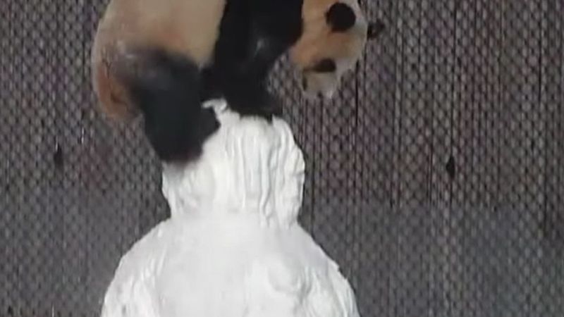 Pracownicy zoo ulepili w boksie pandy bałwana. Reakcja zwierzaka zaskoczyła dosłownie wszystkich