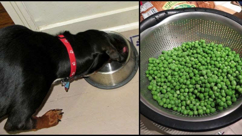 10 najzdrowszych produktów zjadanych przez ludzi, które bez wyrzutów sumienia można dać psu