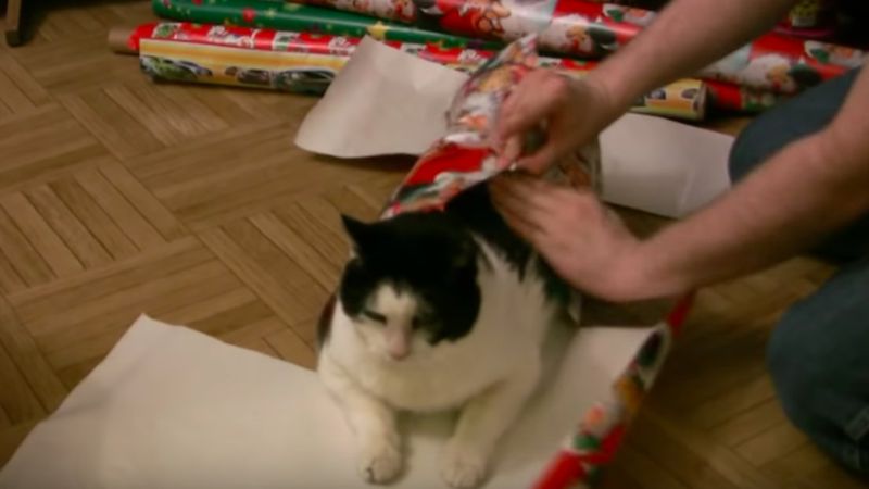 Mężczyzna owija kota świątecznym papierem. Reakcja czworonoga jest bezcenna!