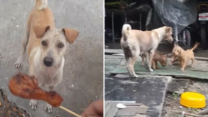 Wygłodzony pies dostaje kawałek mięsa, ale go nie zjada, tylko pędzi przed siebie