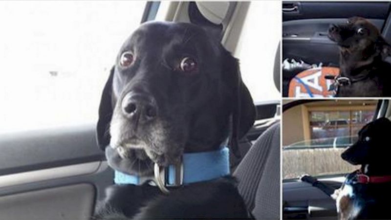 16 psów, które właśnie zrozumiały, że jadą do weterynarza. Ich reakcje są przezabawne!