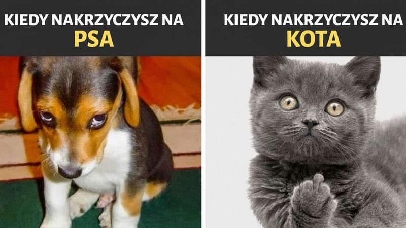 12 śmiesznych zdjęć, które udowadniają, że psy i koty pochodzą z zupełnie różnych światów
