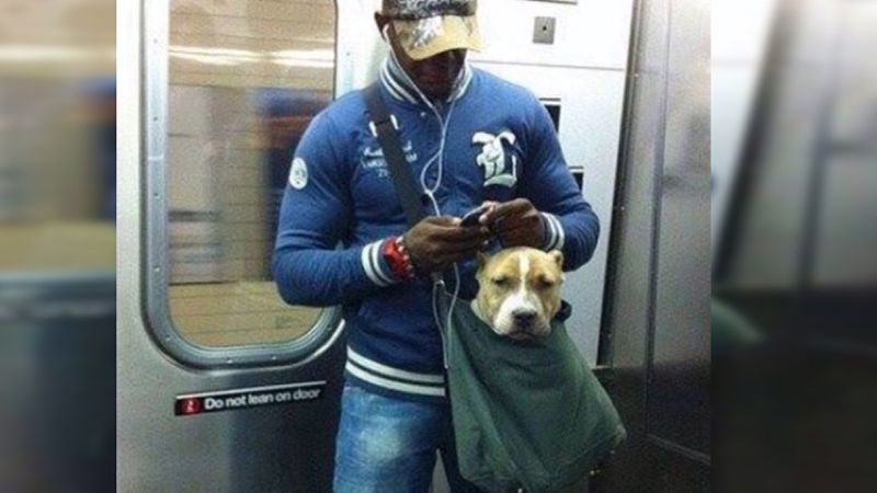 Pasażerowie metra w Nowym Jorku noszą psy w torbach. Abusrdalny pomysł nie wziął się z kosmosu