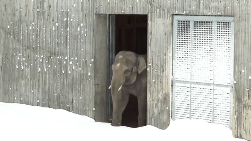 Zamknięto zoo z powodu obfitych opadów śniegu. Pracownicy sprawdzając jak się mają zwierzęta, zastali taki widok
