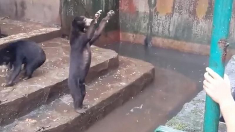 Odwiedzając to zoo, można zobaczyć niedźwiedzie w takim stanie. Ktokolwiek im to zrobił, powinien znaleźć się za kratami!