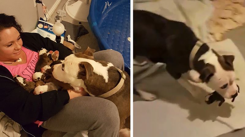 Kobieta była wzruszona, kiedy suczka zaraz po porodzie położyła na jej kolanach 11 małych pitbulli