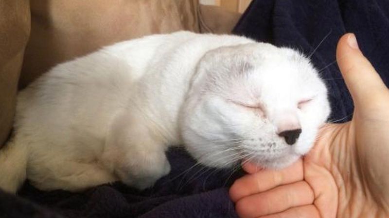 Starszy kot stracił uszy w wyniku choroby. W końcu znalazł kochający dom i znów cieszy się życiem
