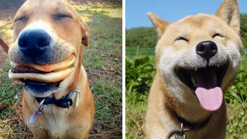 26 najszczęśliwszych psów na naszej planecie. Są najlepszym lekarstwem na pochmurny dzień