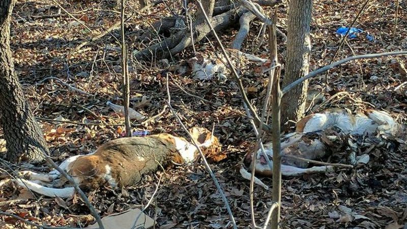 Na poboczu drogi znaleziono ciała 7 zmasakrowanych psów. To straszne do czego zdolny jest człowiek