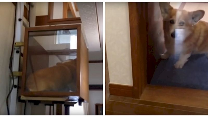 Pies miał problem z poruszaniem się po schodach. Właściciel wybudował mu specjalną windę