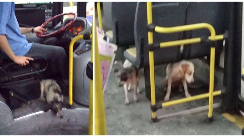 Kierowca autobusu pomógł bezpańskim psom, mimo że mógł stracić przez ten gest pracę