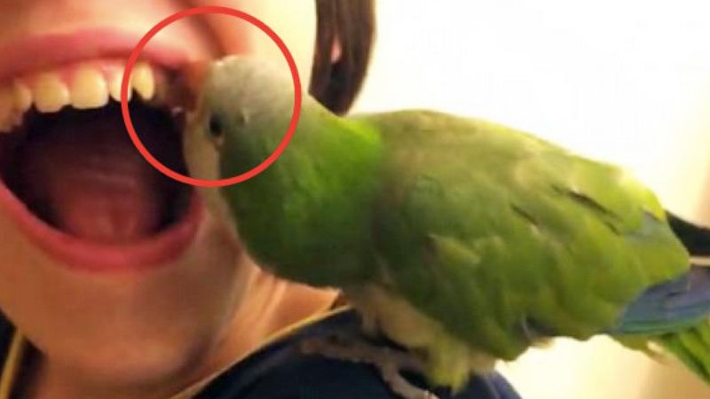 Papuga zajrzała mu do buzi, po czym zaczęła z całej siły wyrywać mu ząb