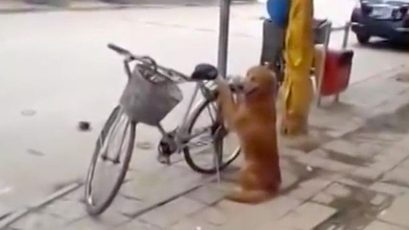 Pies dzielnie pilnuje roweru. To, co dzieje się po powrocie właściciela, rozbawi cię do łez