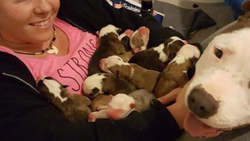 Suczka rodzi 11 szczeniaków. Zaraz po tym kładzie je na kolanach swojej właścicielki