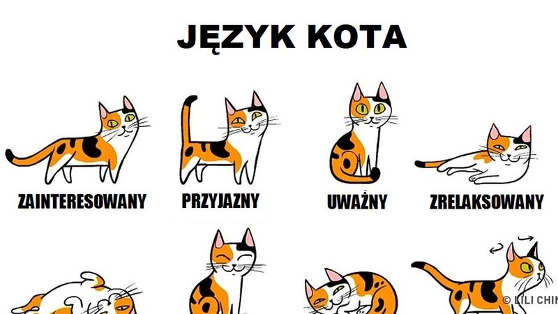 Te wskazówki pomogą Ci znaleźć wspólny język z Twoim kotem. To nie takie trudne!