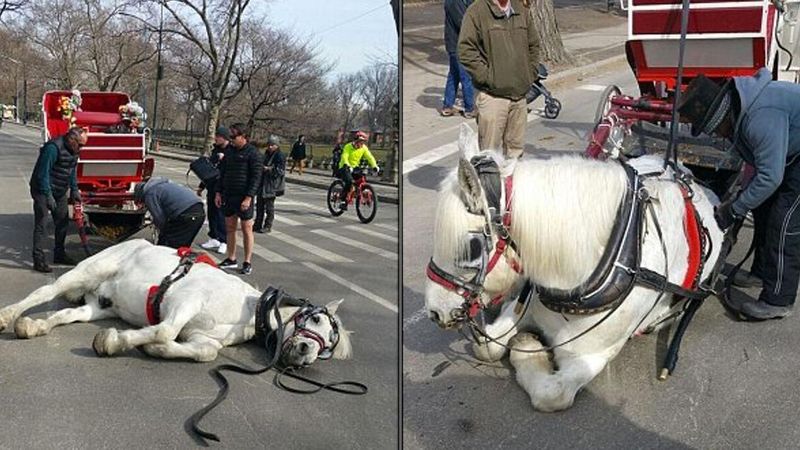 Koń ciągnął wóz, kiedy nagle upadł z wycieńczenia. Jeden z turystów uchwycił to na zdjęciach