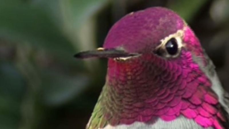 Kamera robi zbliżenie na kolibra. Nie uwierzysz własnym oczom, co się dzieje, gdy odwraca główkę