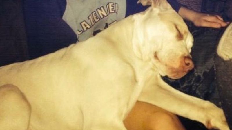 Policja oskarża pitbulla o pogryzienie 9-latka. Kiedy prawda wychodzi na jaw, powinno być im wstyd
