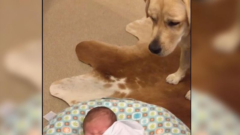 Pies uważnie przygląda się płaczącemu noworodkowi. Spójrz, co robi już po chwili