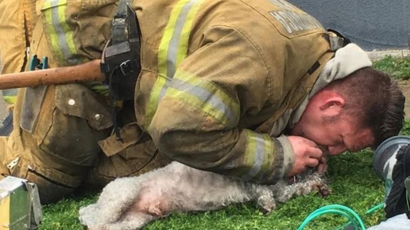 Kobieta krzyczy, kiedy strażak próbuje ratować jej psa. On przez 20 minut nie ustaje nawet na chwilę